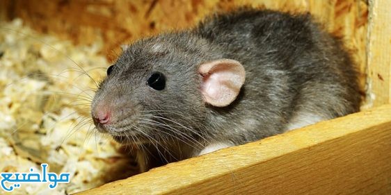 تفسير حلم الفار الفئران في المنام