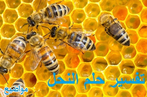 تفسير رؤية حلم النحل